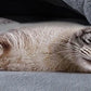 New Deep Sleep Comfort In Winter Cat Bed